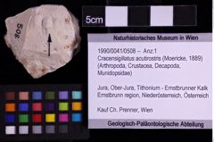 Foto (Objekt + Etiketten) von Cracensigillatus acutirostris (Moericke, 1889) (NHMW-GEO-1990-0041-0508)